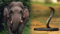 ದುರಂತ: ಆನೆ ದಾಳಿ ಭೀತಿಯಿಂದ ಒಟ್ಟಿಗೇ ಮಲಗಿದ್ದ 3 ಮಕ್ಕಳು ಹಾವಿನ ಕಡಿತದಿಂದ ಸಾವು!